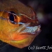 cardinalfish_goldbelly_bhr_tam_h_0286_bal6131.jpg